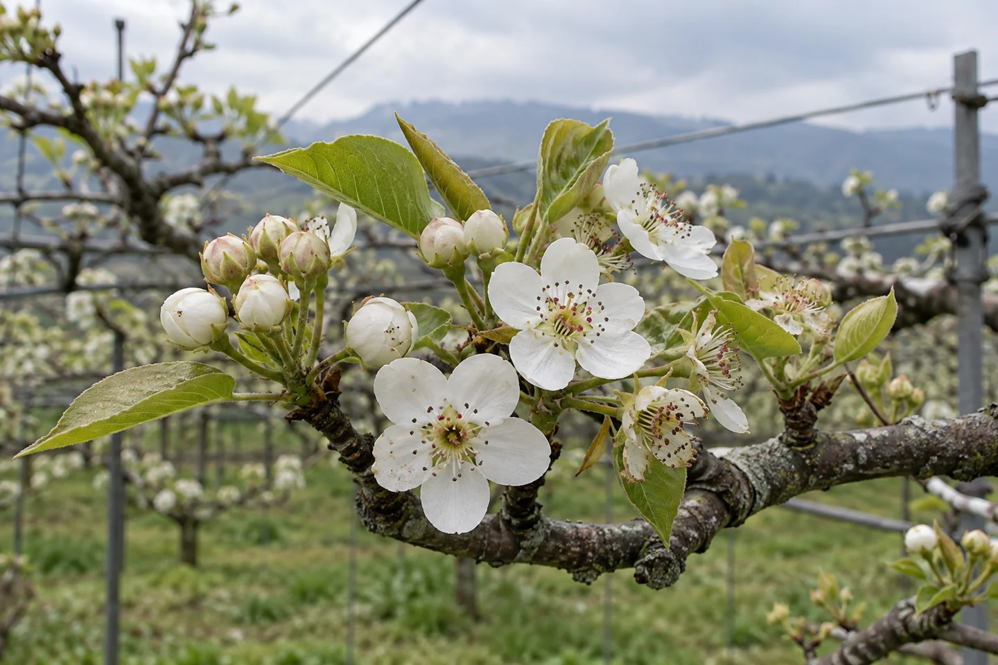 梨樹花苞、開放花朵與花期觀察情境示意